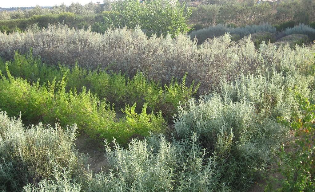 מבוך מרים (צילום: מרים שדה)